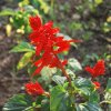 Salvia splendens